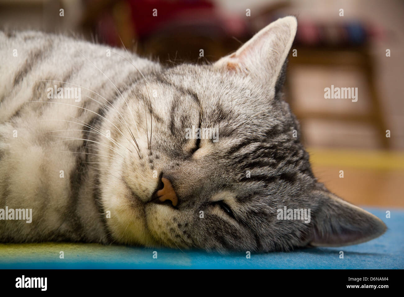 Berlino, Germania, sleeping cat Foto Stock