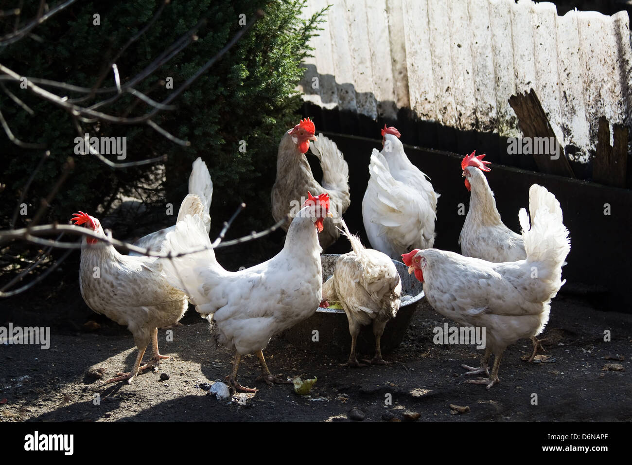 Blankensee, Germania, polli in una fattoria Foto Stock