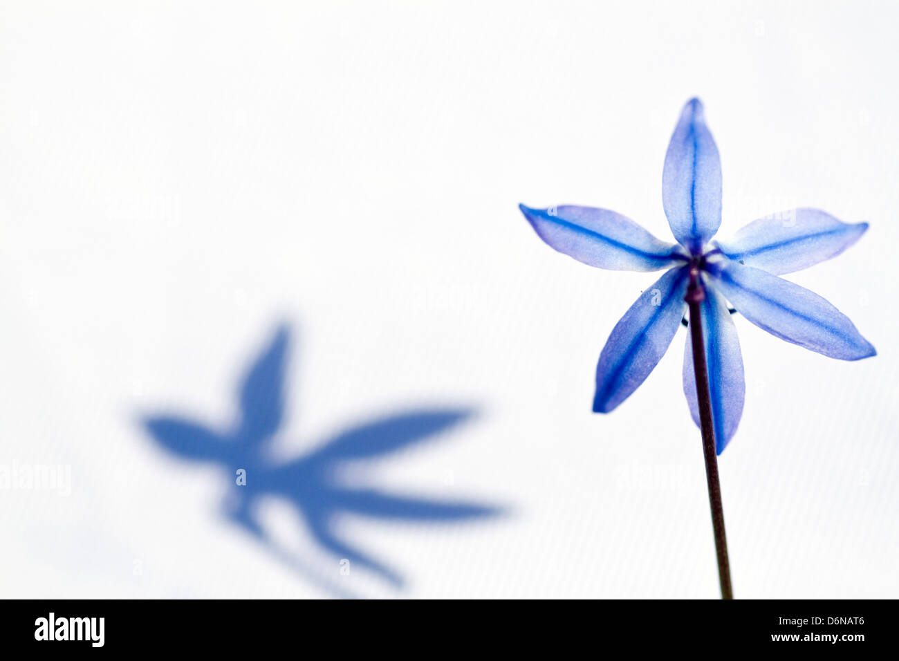 Berlino, Germania, in particolare di un due-bladed Bluestar (bluebell) Foto Stock