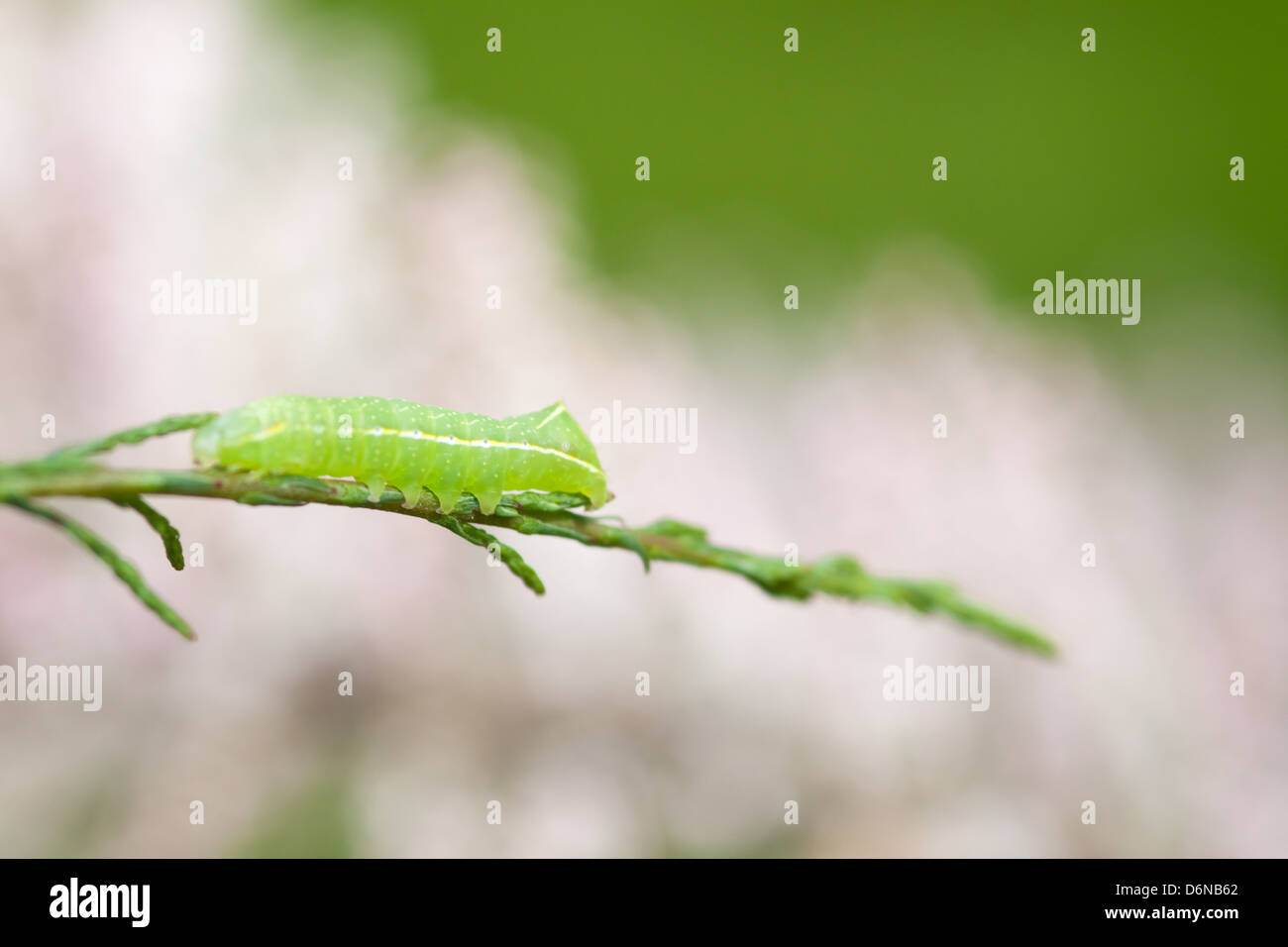 Berlino, Germania, verde di caterpillar la falena Achateule su un ramo di tamerici Foto Stock
