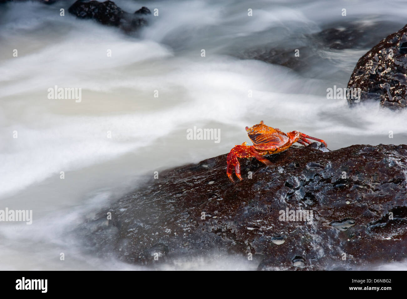 Sally Lightfoot crab Grapsus Grapsus, Turtle Bay, Isla Santa Cruz, Isole Galapagos, sito Unesco, Ecuador, Sud America Foto Stock