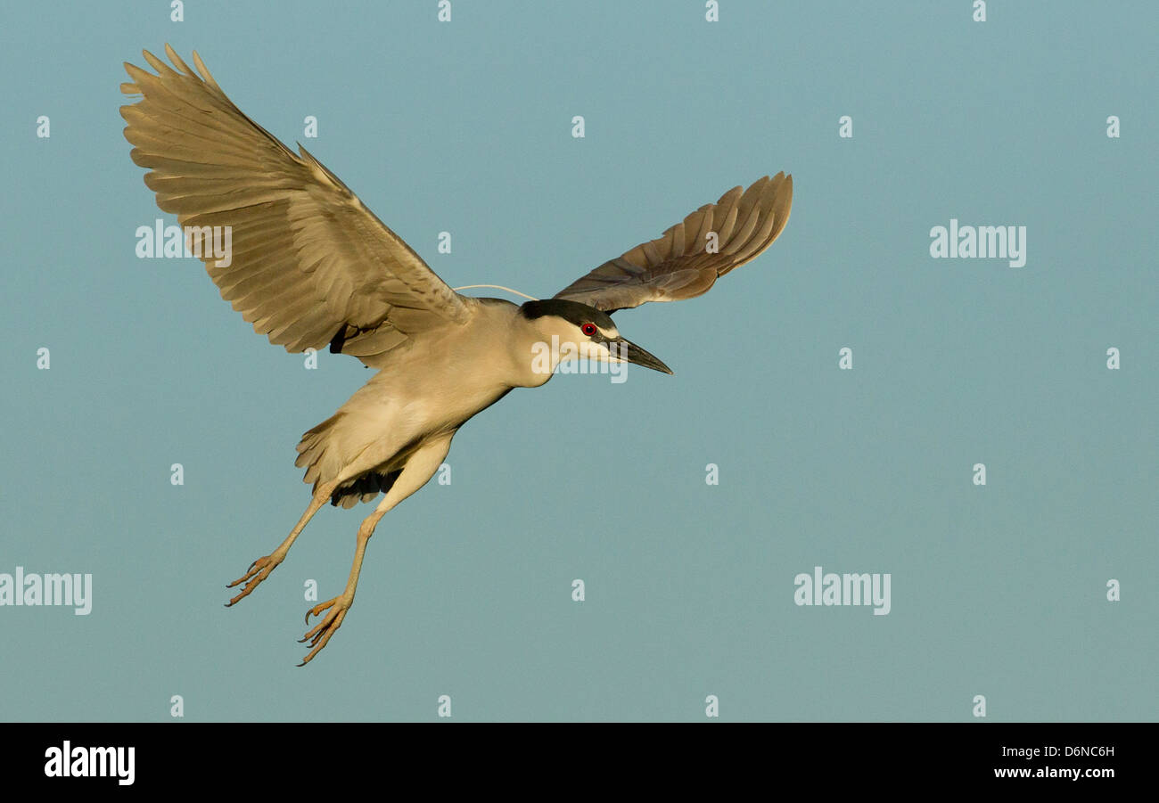 Nero notte incoronato Heron lo sbarco sul sito di nido, Venezia Rookery, Venice, in Florida. Foto Stock
