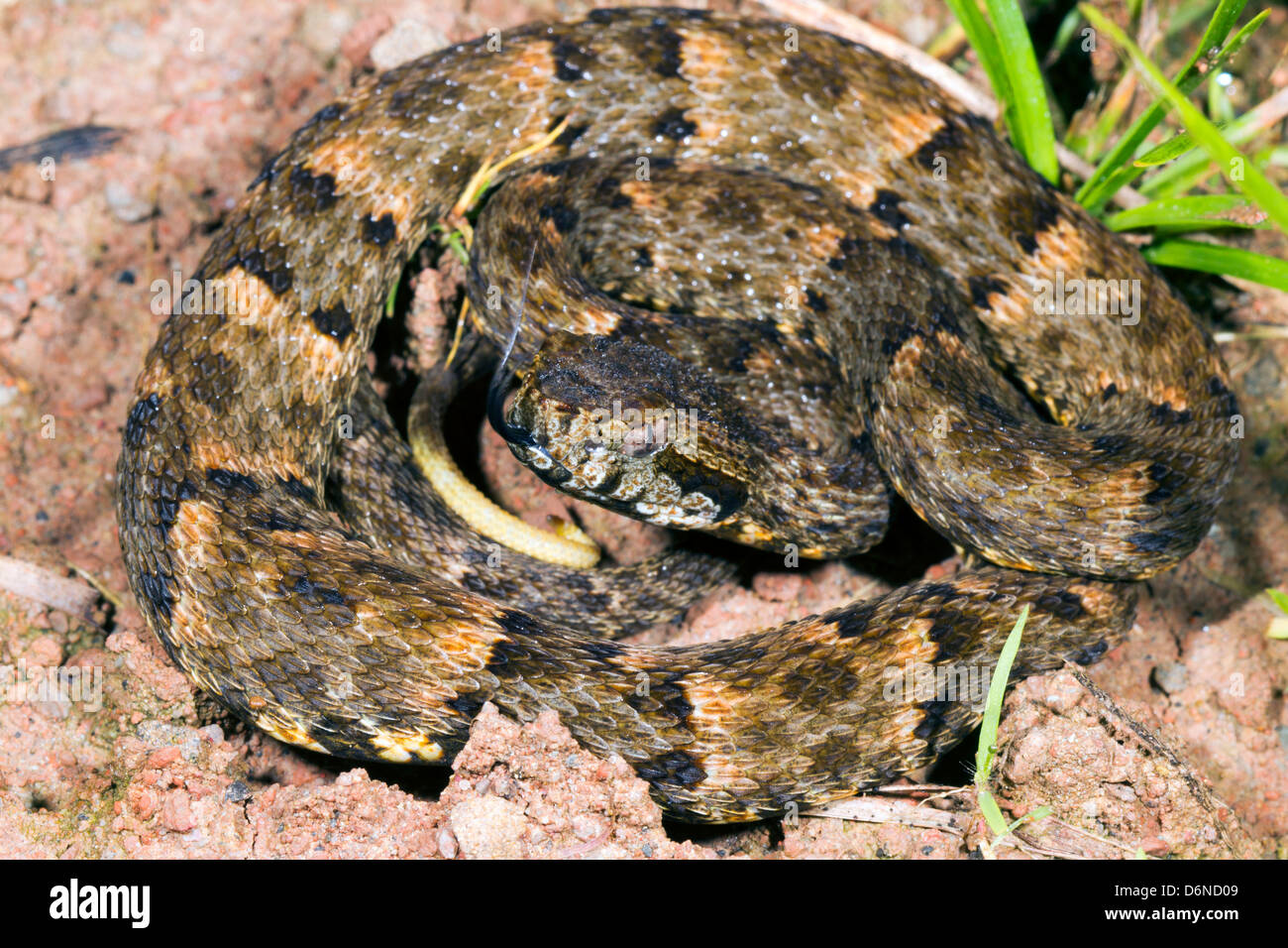 Fer de Lance (Bothrops atrox) un infame viper da Ecuador Foto Stock