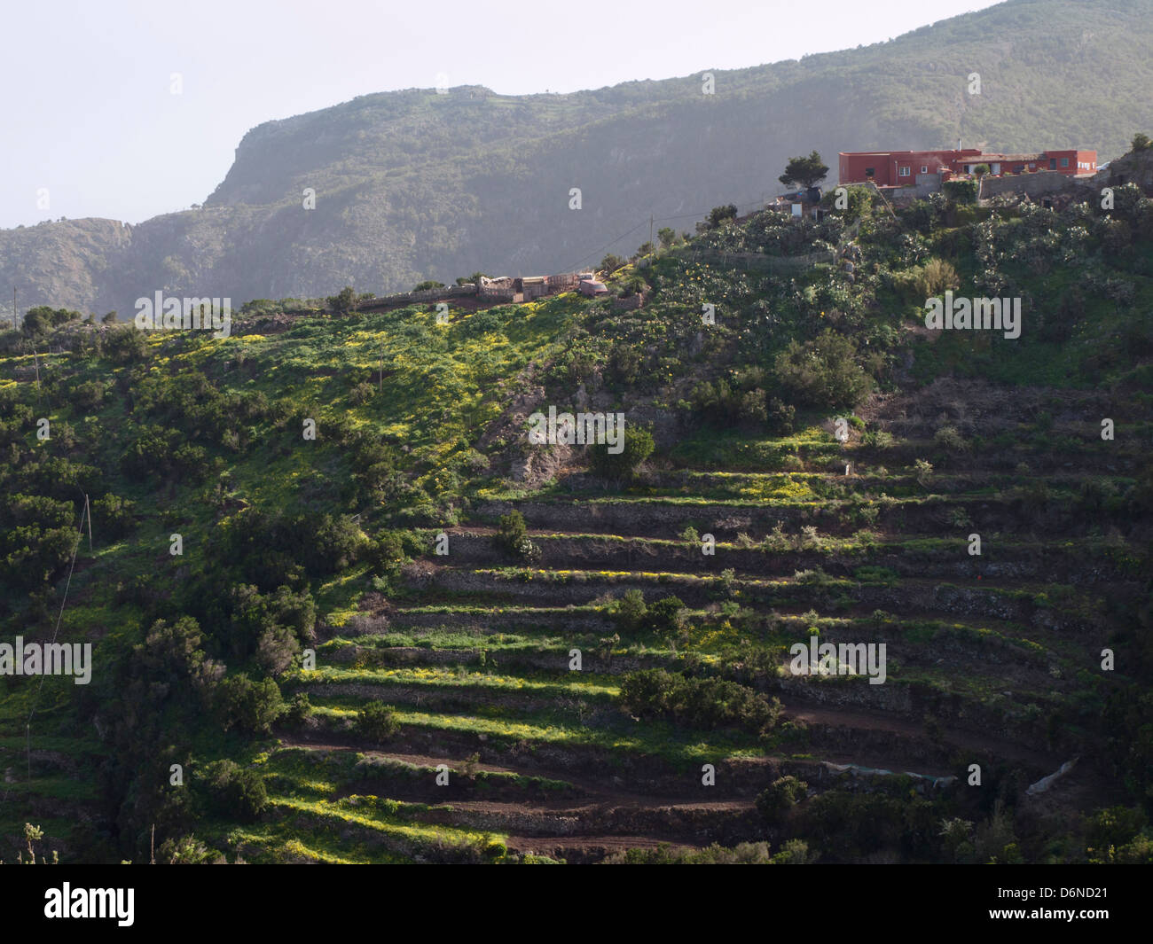 A Schiera campi di fattoria con case coloniche sulla sommità di un ripido crinale, Teno Alto montagne in Tenerife Canarie Spagna Foto Stock