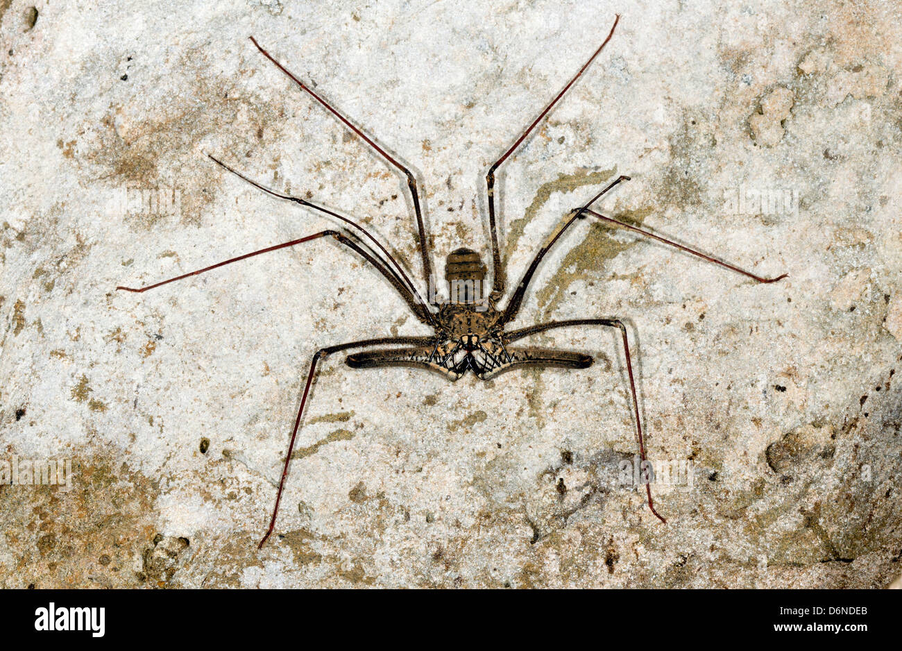 Tailless whipscorpion (Amblypigid) su un grungy muro, Ecuador Foto Stock