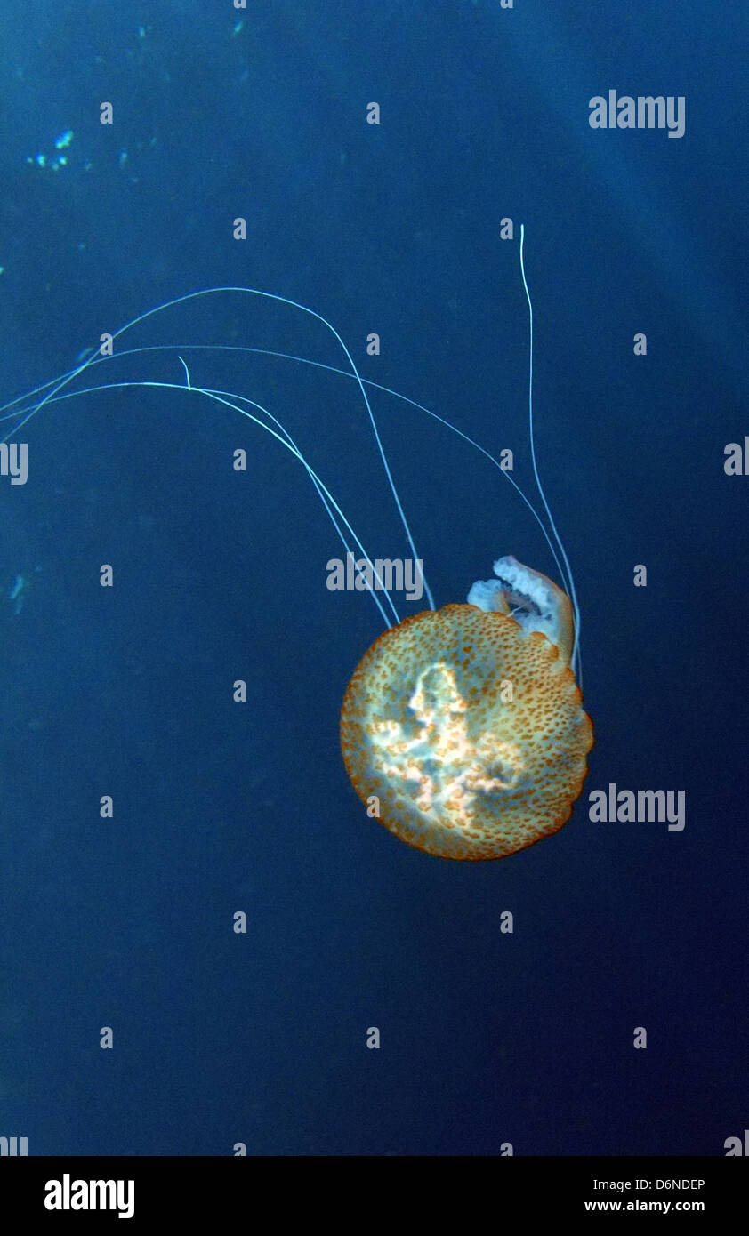 Alicudi, l'Italia, pungente meduse nel mare Foto Stock