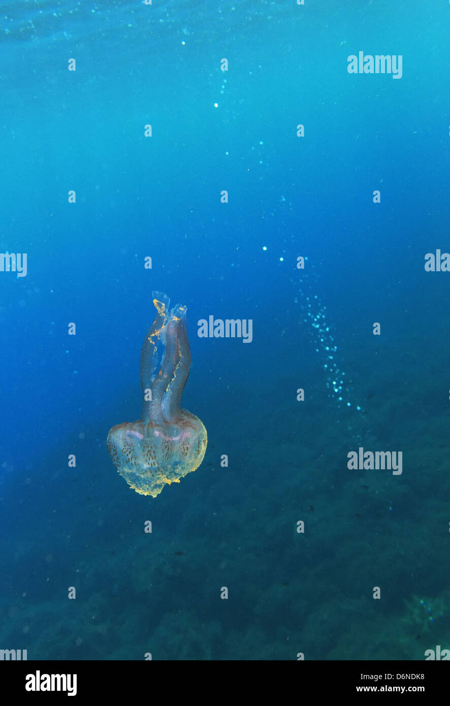 Alicudi, l'Italia, pungente meduse nel mare Foto Stock