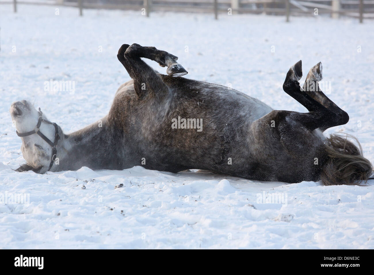 Graditz, Germania, laminazione a cavallo nella neve Foto Stock