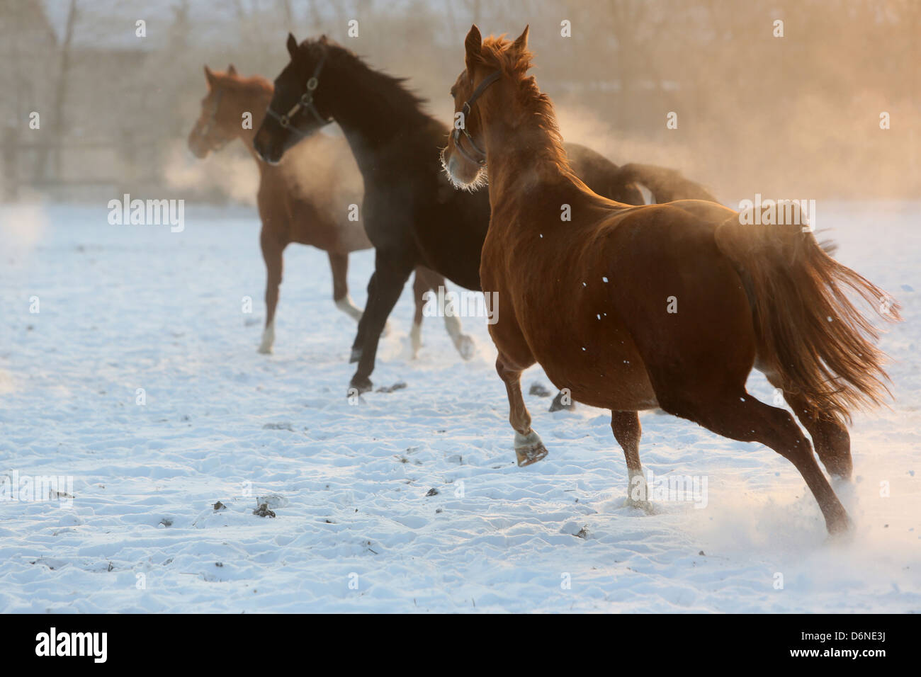 Graditz, Germania, cavalli galoppo in inverno sul pascolo attraverso la neve Foto Stock