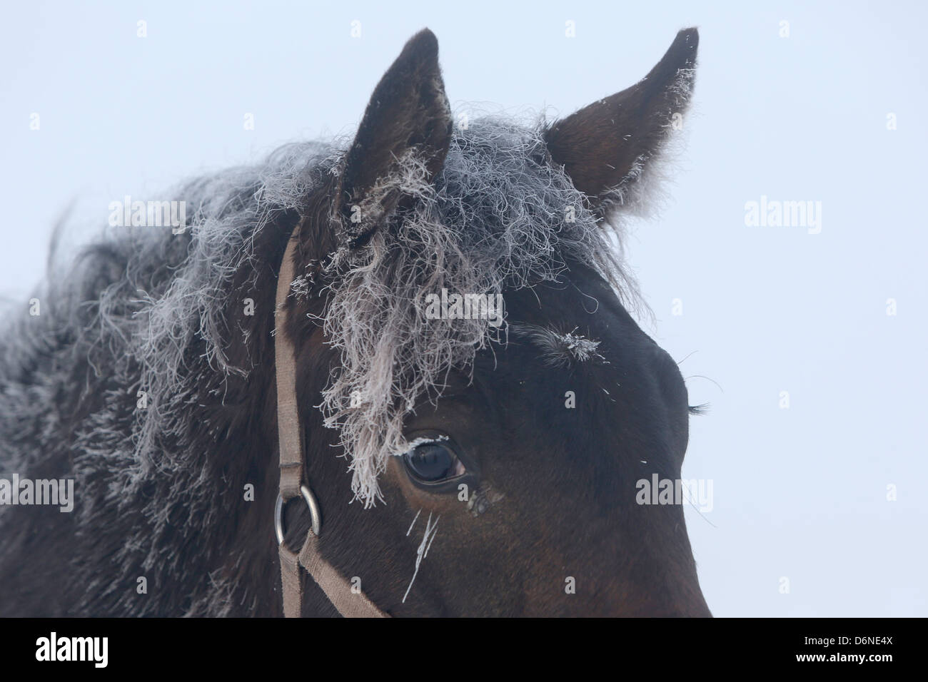 Graditz, Germania, cavallo mane gelido inverno Foto Stock