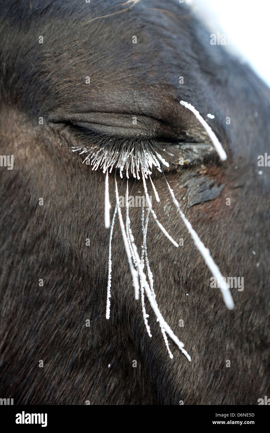 Graditz, Germania, chiuso occhio di un cavallo in inverno con ciglia congelate e baffi Foto Stock