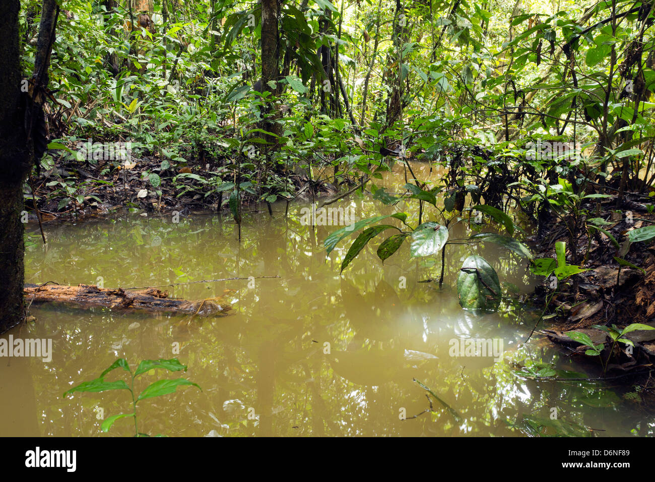 Piscina inondato nella foresta pluviale in Amazzonia ecuadoriana Foto Stock