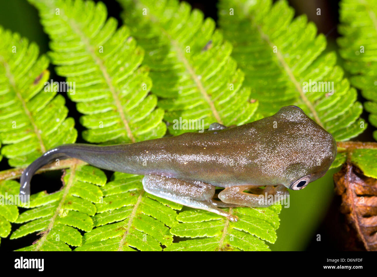 Anfibi metamorfosi - Tadpole cambiando in una rana. Una specie amazzonica dell'Ecuador Foto Stock