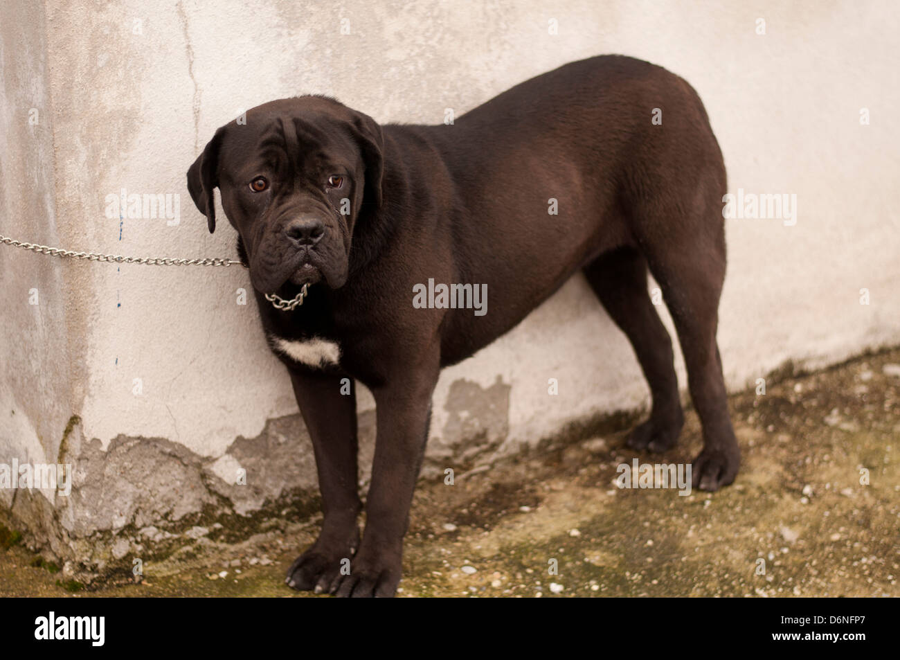 Cane al guinzaglio Foto Stock