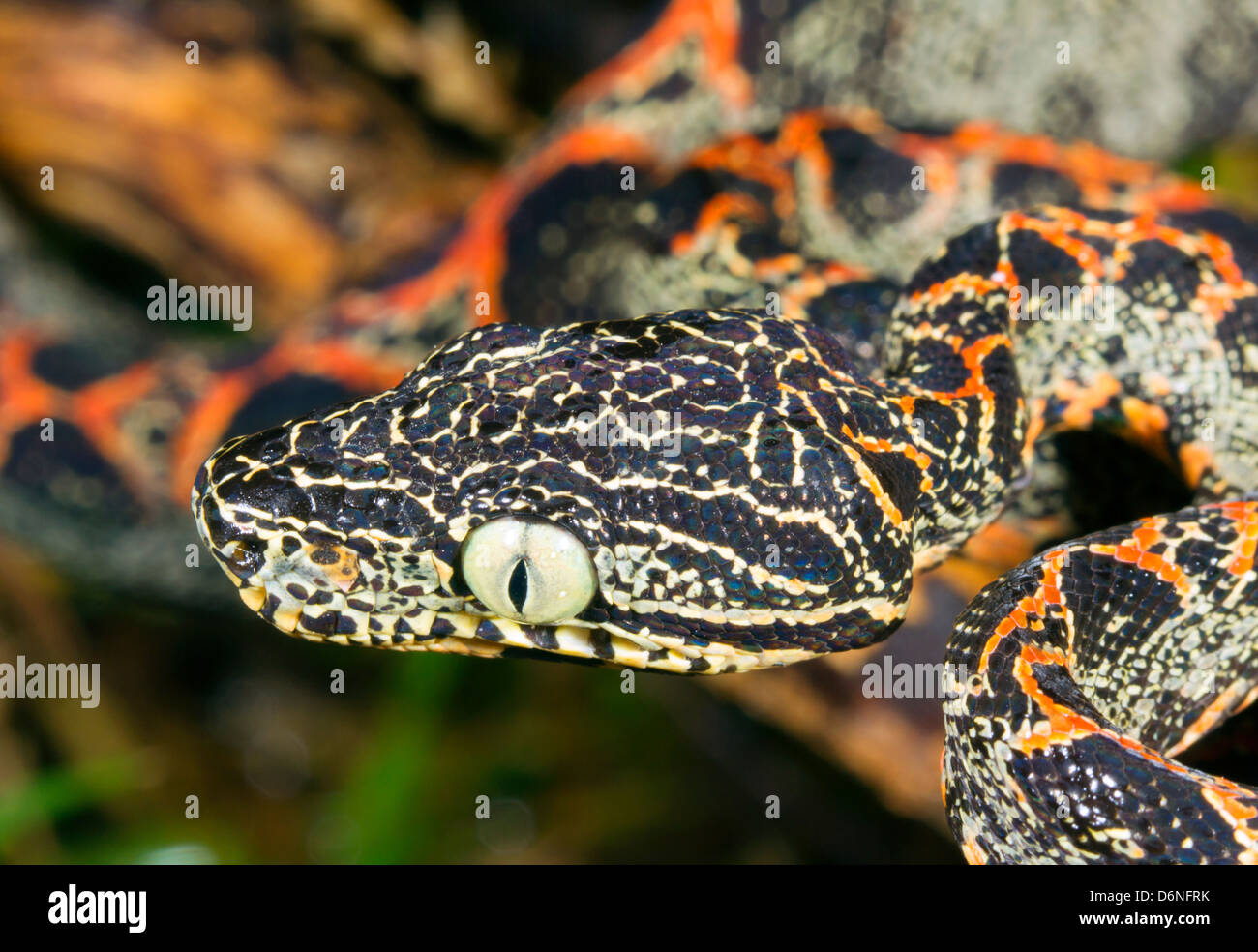 I capretti Amazon Tree Boa (Corallus hortulanus) In Amazzonia ecuadoriana. Foto Stock