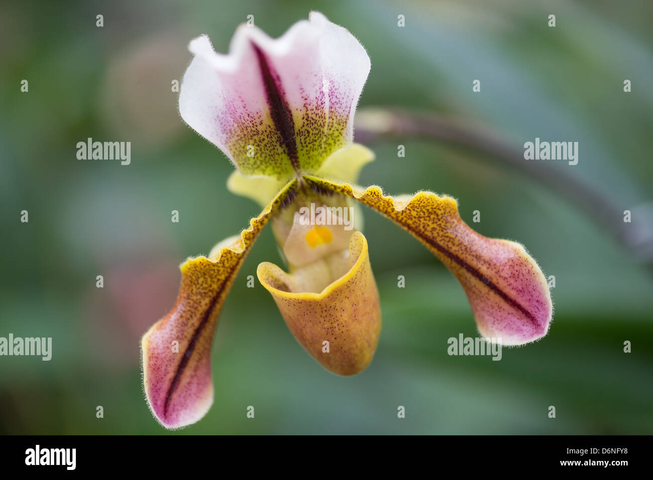 Fioritura orchidee Cattleya al Lincoln Park Conservatory. Foto Stock