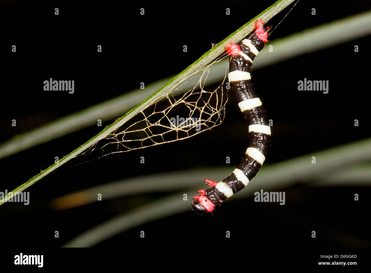 Striped geometrid caterpillar tessitura di un bozzolo nel sottobosco della foresta pluviale, Ecuador Foto Stock