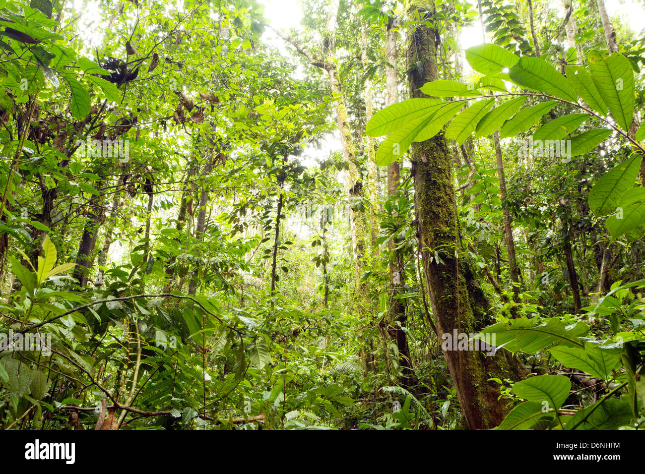 Foresta pluviale primaria in una parte remota di Yasuni National Park, Ecuador Foto Stock