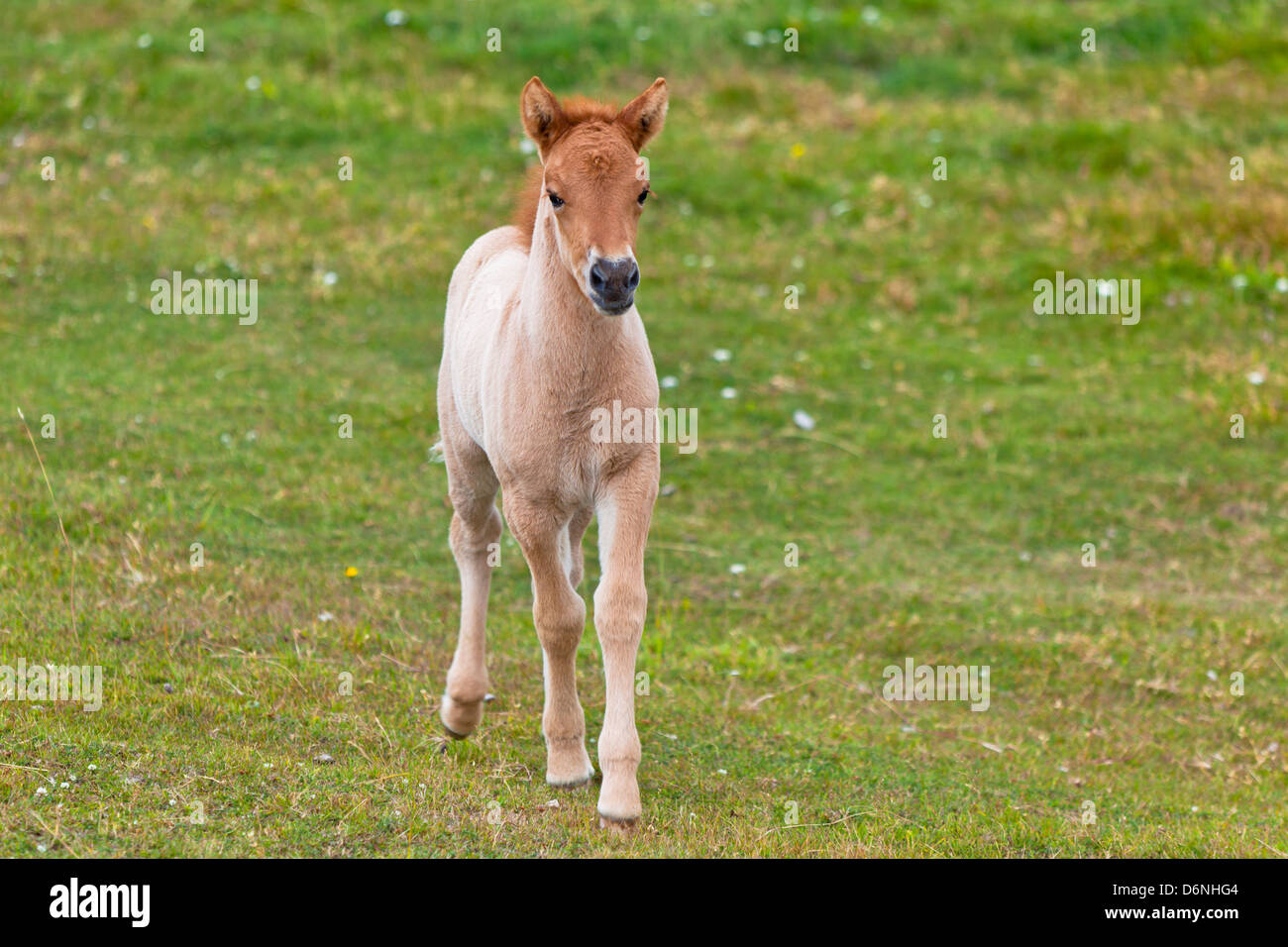 Brown Horse puledro in un campo Verde di erba. Colpo verticale Foto Stock