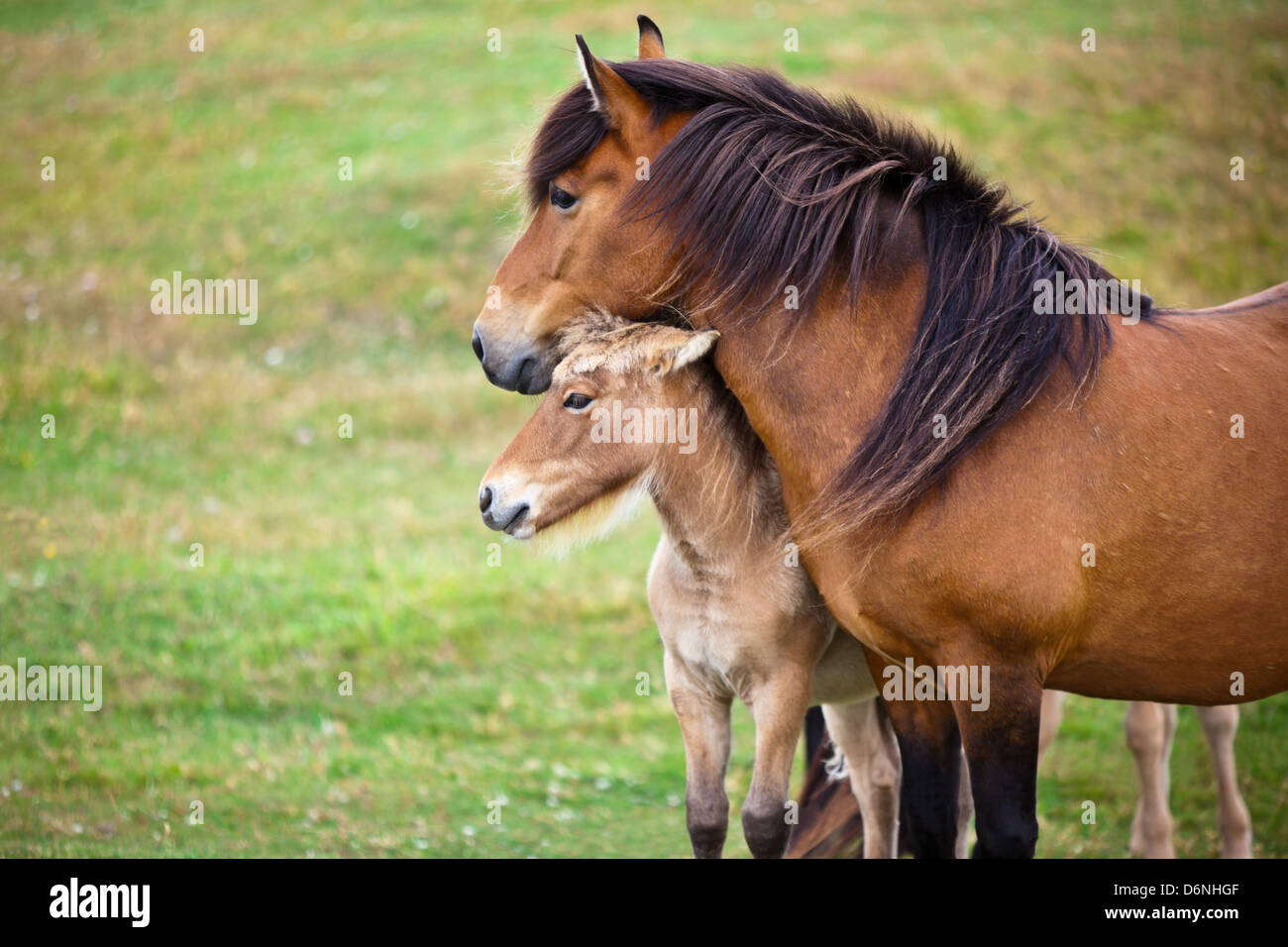 Marrone a cavallo e il suo puledro in un campo Verde di erba. Inquadratura orizzontale Foto Stock