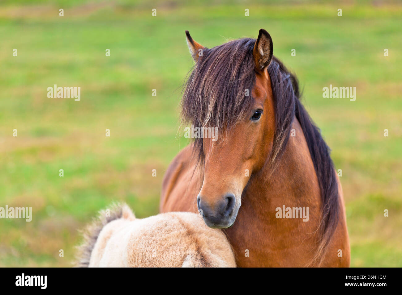 Marrone a cavallo e il suo puledro in un campo Verde di erba. Inquadratura orizzontale Foto Stock