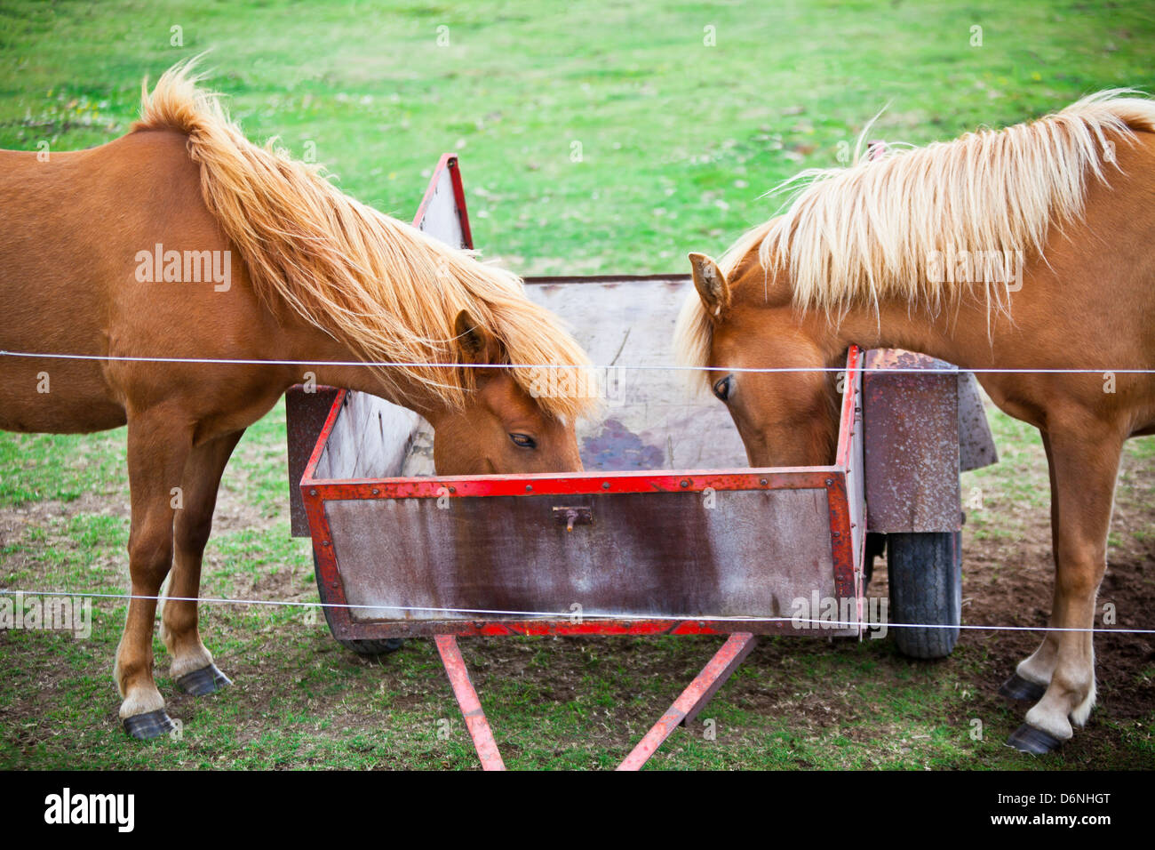 Due mangiare Brown cavalli in un campo Verde di erba. Inquadratura orizzontale Foto Stock