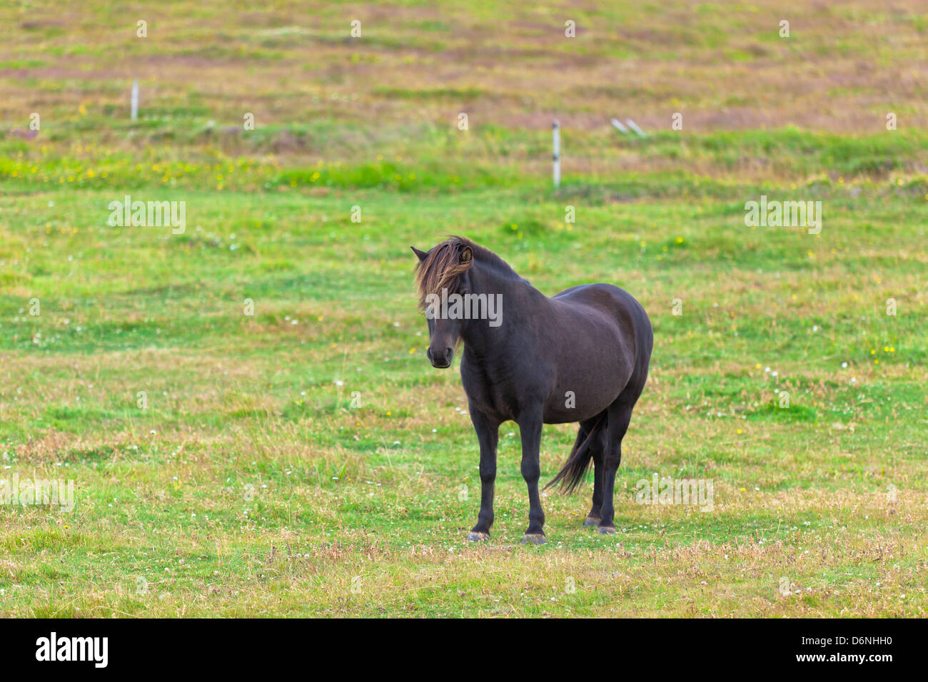 Cavallo nero in un campo Verde di erba. Inquadratura orizzontale Foto Stock
