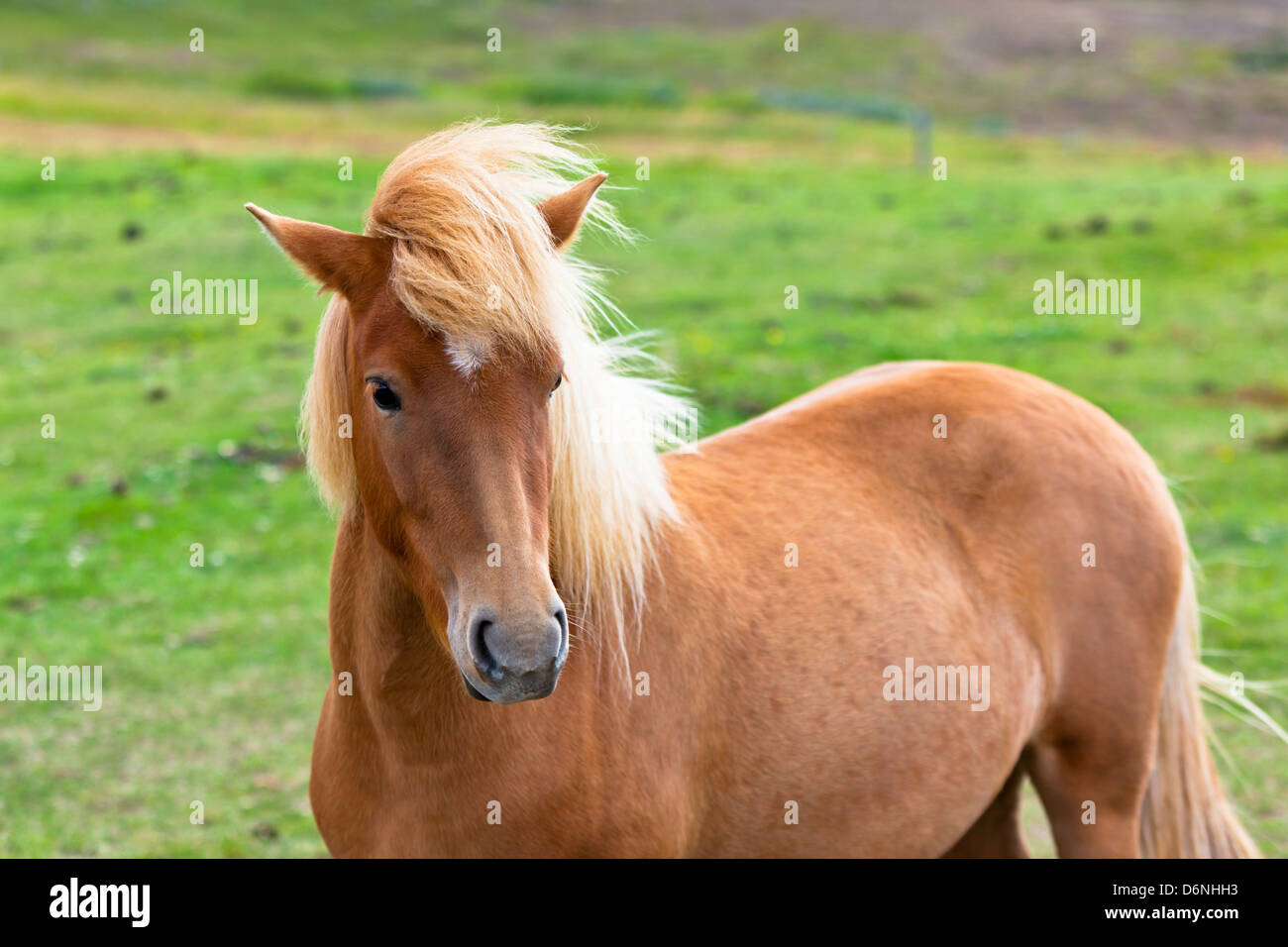 Marrone a cavallo in un campo Verde di erba. Inquadratura orizzontale Foto Stock