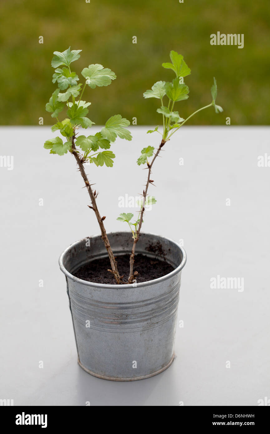 Uva spina Frutti il taglio di piante in vaso di metallo Foto Stock