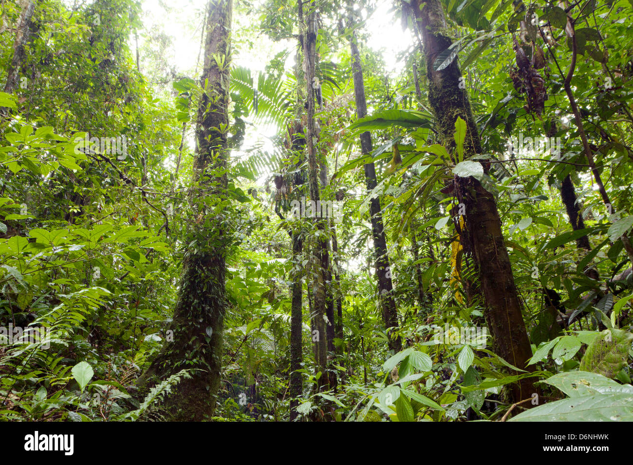 Foresta pluviale primaria in una parte remota di Yasuni National Park, Ecuador Foto Stock