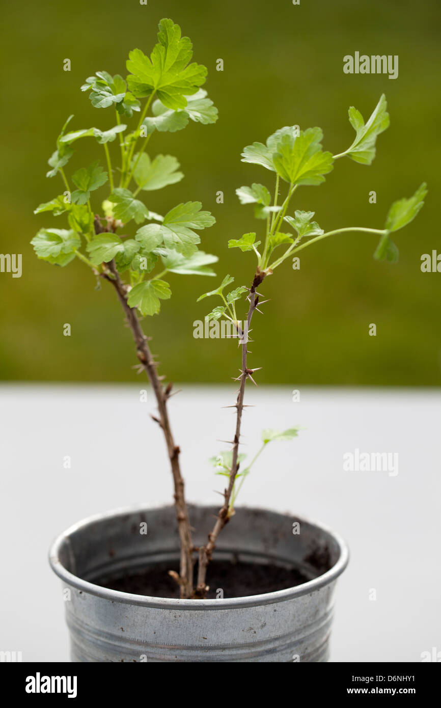 Uva spina Frutti il taglio di piante in vaso di metallo Foto Stock