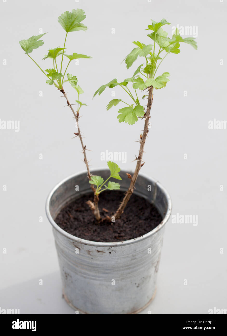 Uva spina Frutti il taglio di piante in vaso di metallo Foto Stock