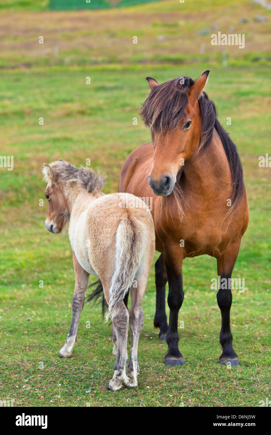 Marrone a cavallo e il suo puledro in un campo Verde di erba. Colpo verticale Foto Stock