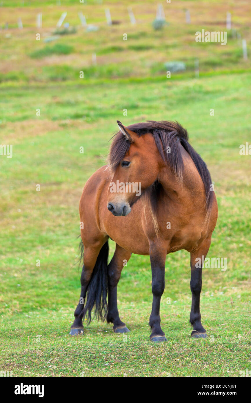 Marrone a cavallo in un campo Verde di erba. Colpo verticale Foto Stock
