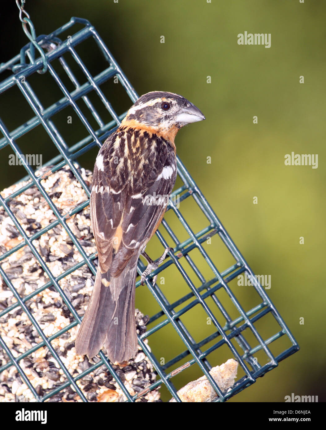 [Nero-guidato Grosbeak] aggrappato a un alimentatore suet Foto Stock