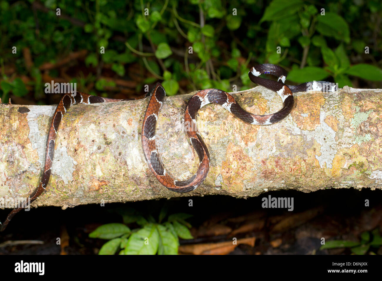 Catesbey la lumaca-eater (Dipsas catesbeyi) su un log in Amazzonia ecuadoriana Foto Stock