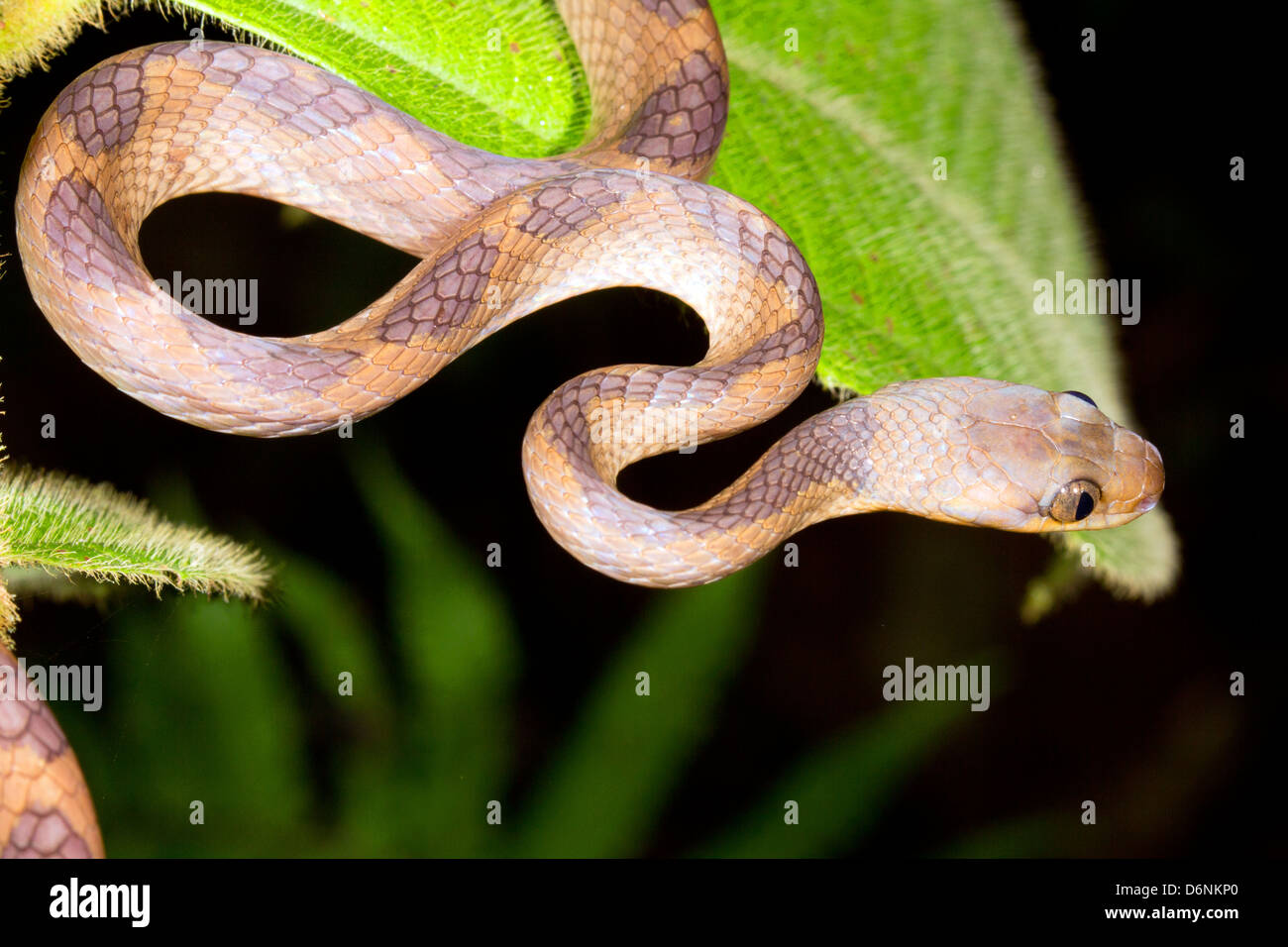 Il Cat-eyed Snake (Leptodeira annulata) in Amazzonia ecuadoriana Foto Stock