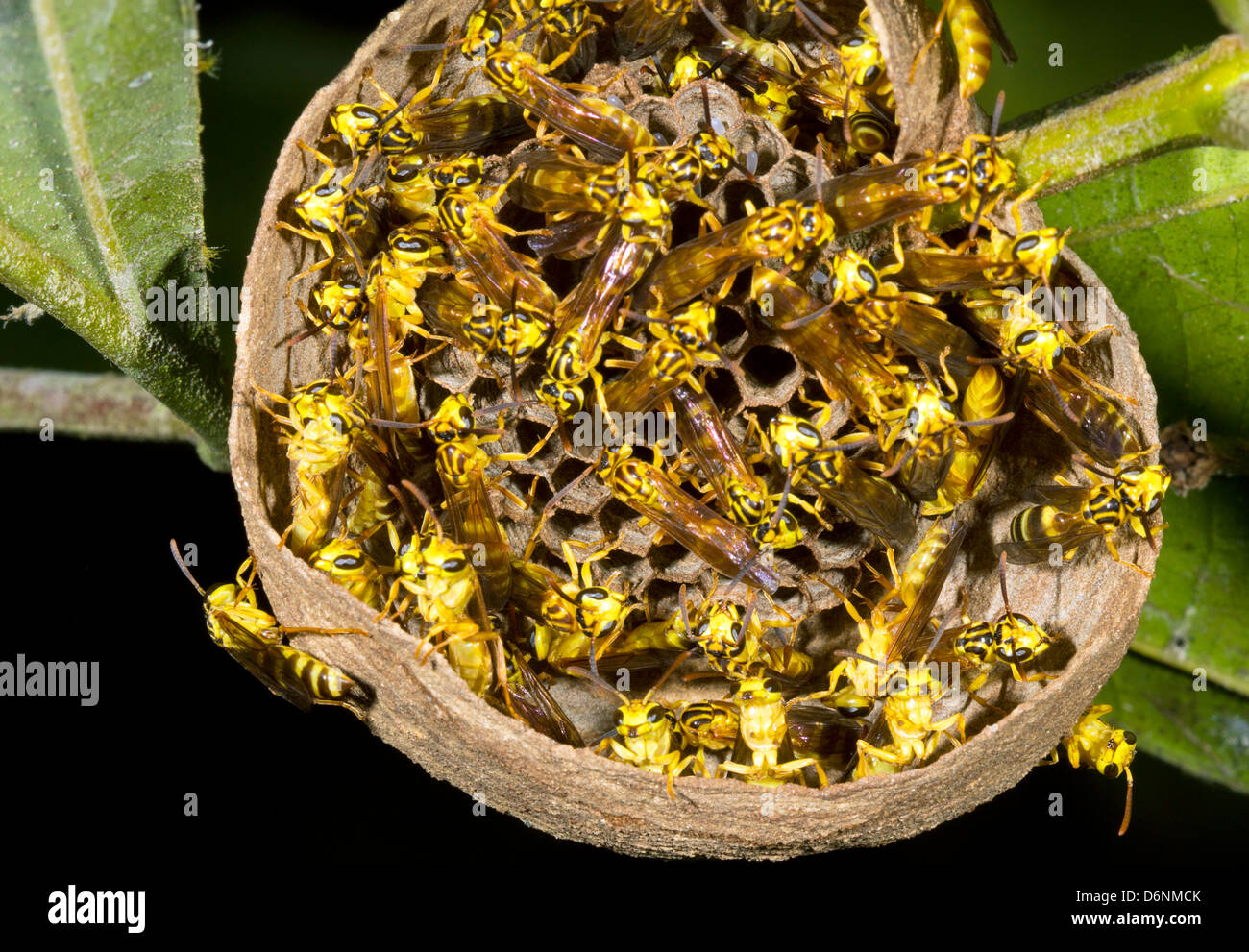 Tropical Wasp Nest visto dal di sotto. Nel sottobosco della foresta pluviale, Ecuador Foto Stock