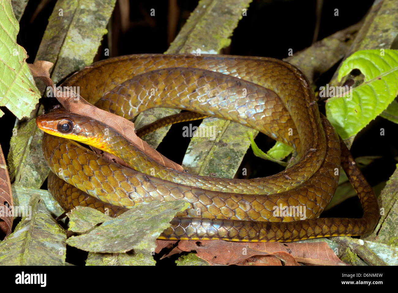 Buon Machete Savanne (Chironius scurrulus) nel sottobosco della foresta pluviale, Ecuador. Foto Stock