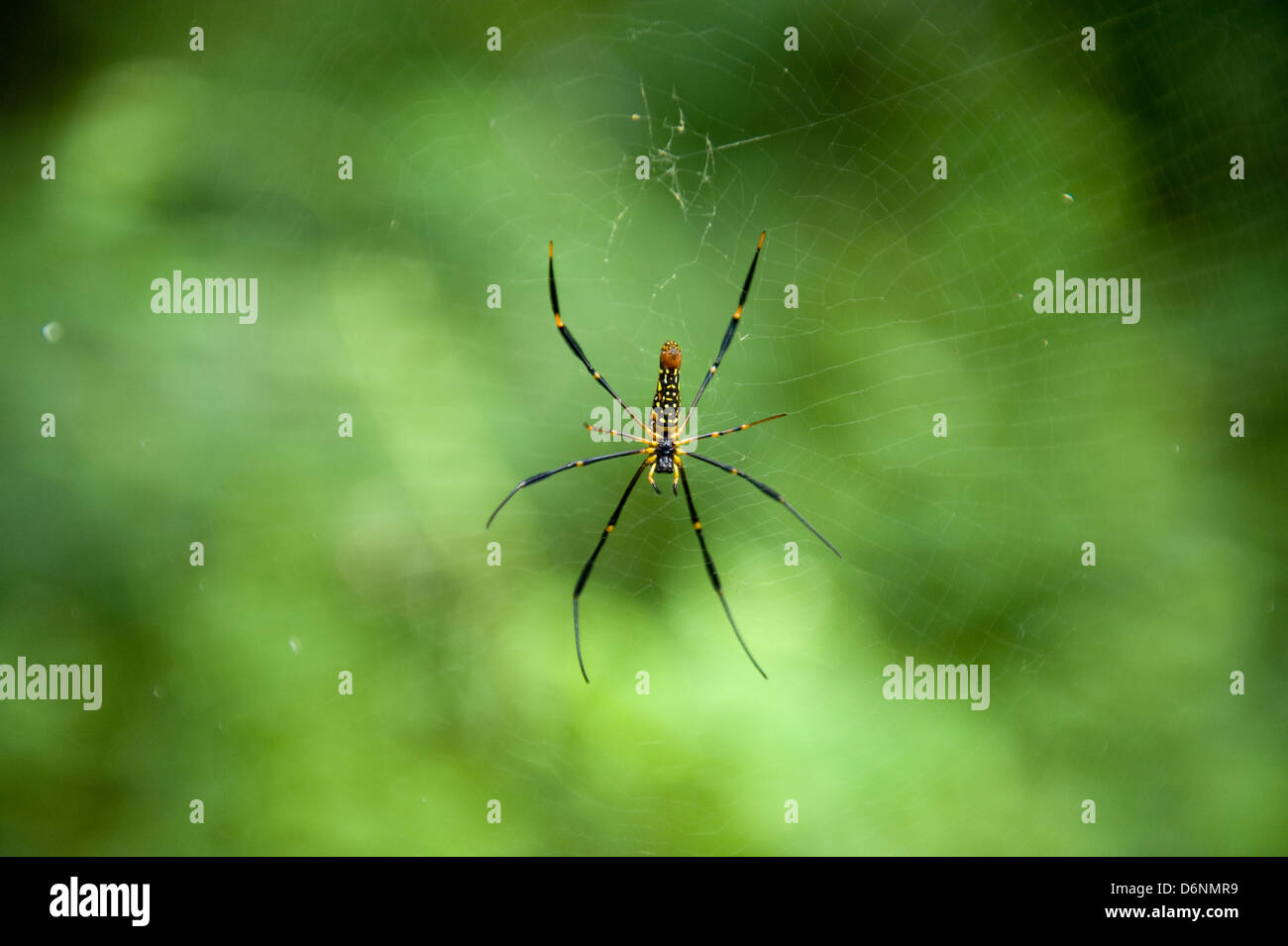Nakhon Ratchasima, Thailandia, un ragno di seta nel Parco Nazionale di Khao Yai Foto Stock