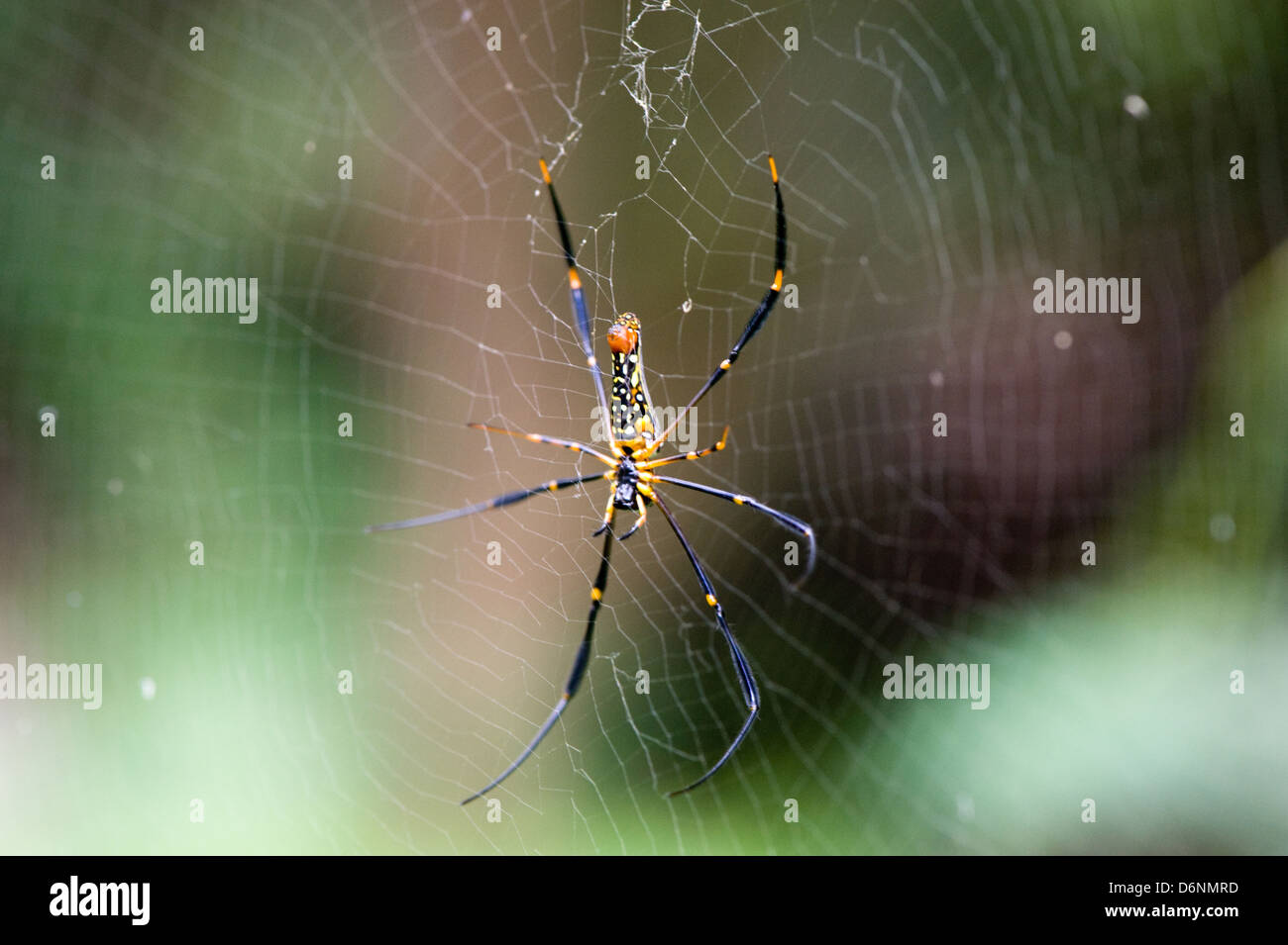 Nakhon Ratchasima, Thailandia, un ragno di seta nel Parco Nazionale di Khao Yai Foto Stock