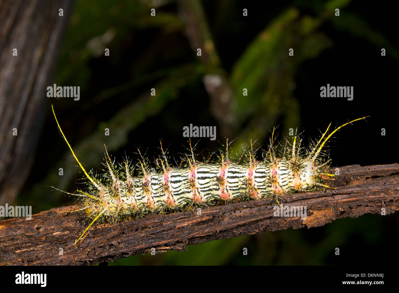 Spinosa infame larva di una falena saturniid dall'Amazzonia ecuadoriana Foto Stock