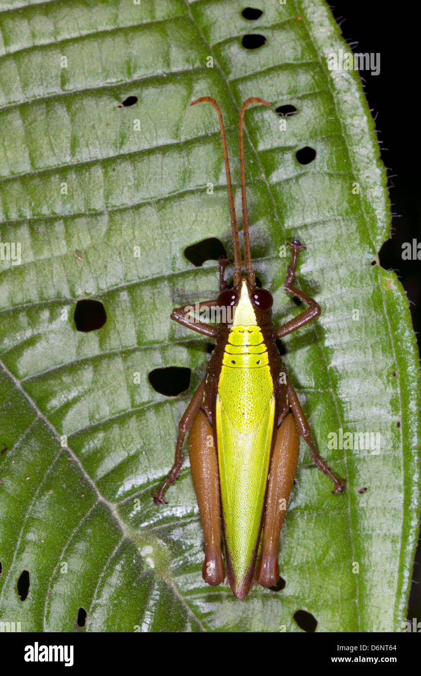 Verde Tropical grasshopper su una foglia nella foresta pluviale, Ecuador Foto Stock