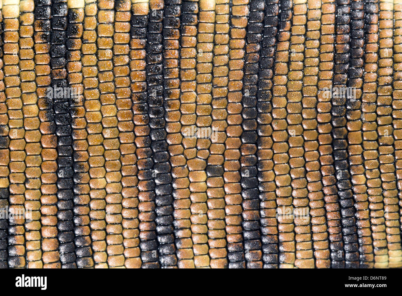 La pelle della Golden Tegu (Tupinambis teguixin) Foto Stock