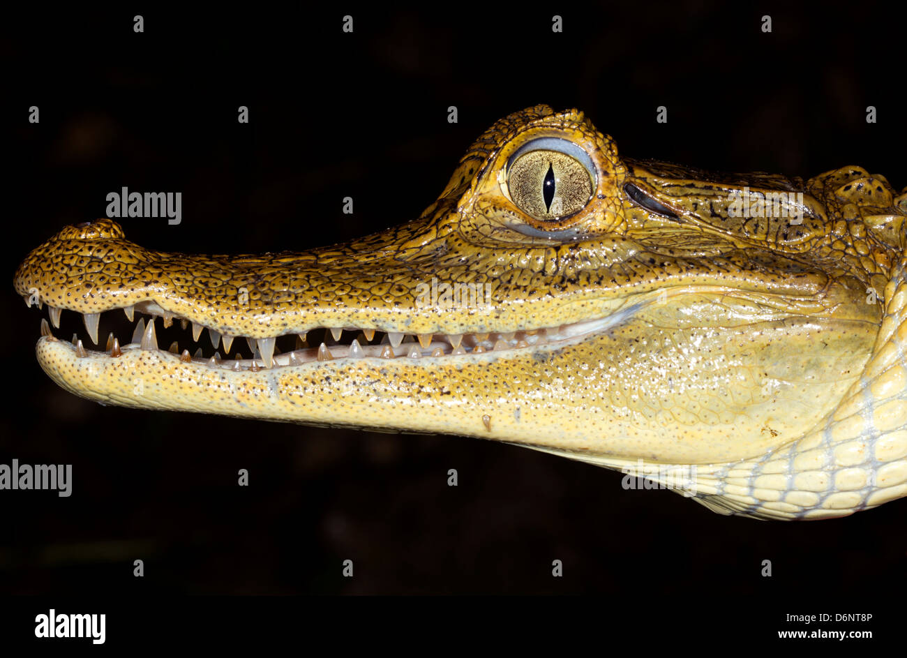 Spectacled Caimano Caimano (crocodilius) in Ecuador, close-up di testa. Foto Stock