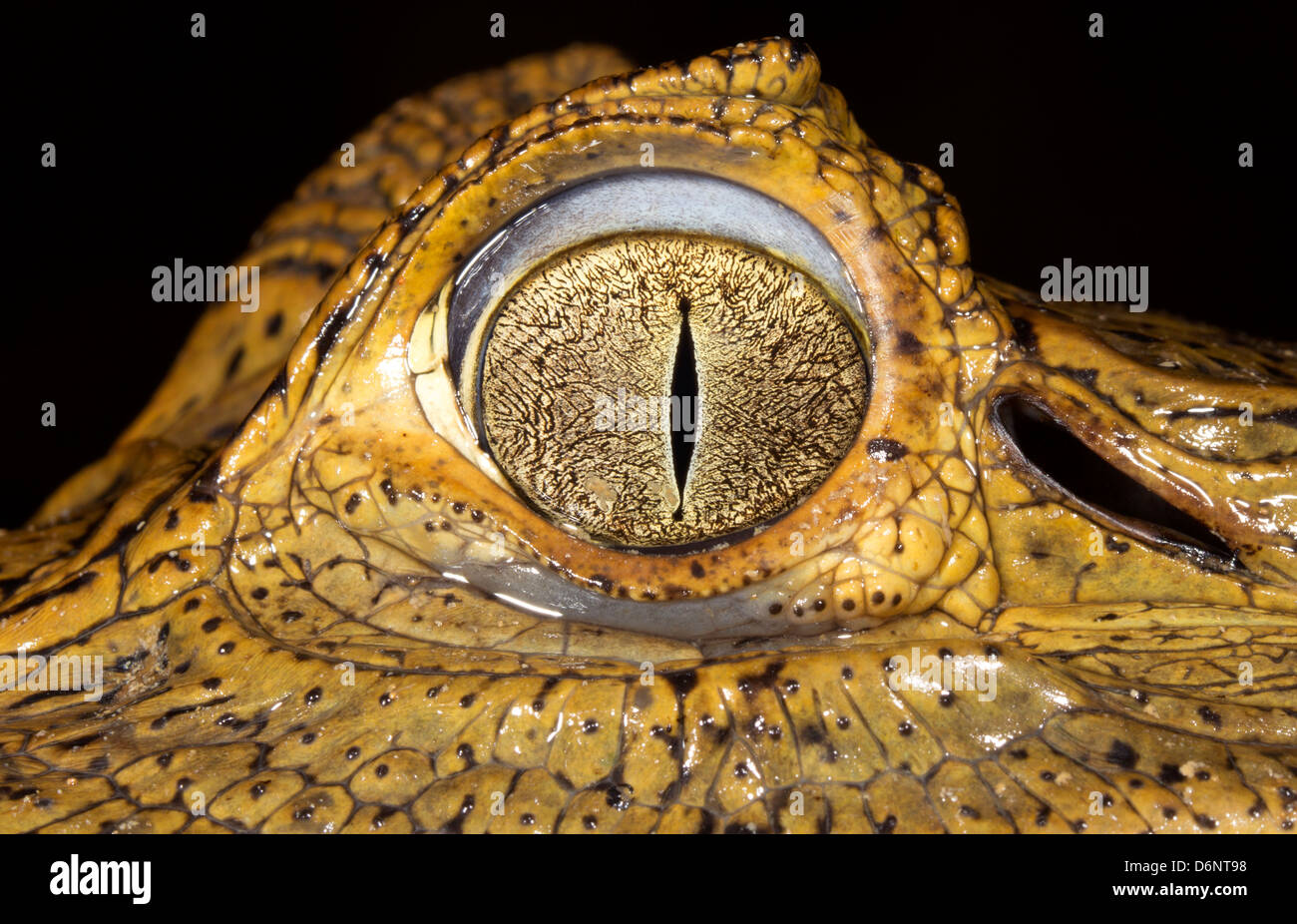 Spectacled Caimano Caimano (crocodilius), Ecuador, close-up di occhio Foto Stock
