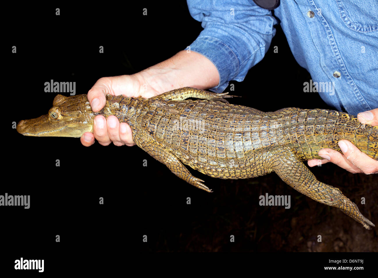 Biologo manipolazione di un caimano Spectacled (crocodilius Caimano) nel campo, Ecuador. Foto Stock