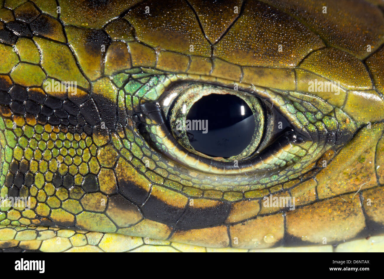 Occhio di Golden Tegu (Tupinambis teguixin), Ecuador. Foto Stock