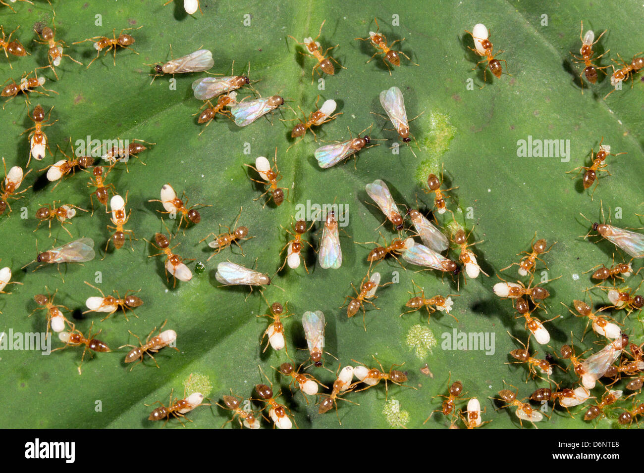 Uno sciame di formiche volanti e dei lavoratori che trasportano le larve, Ecuador Foto Stock