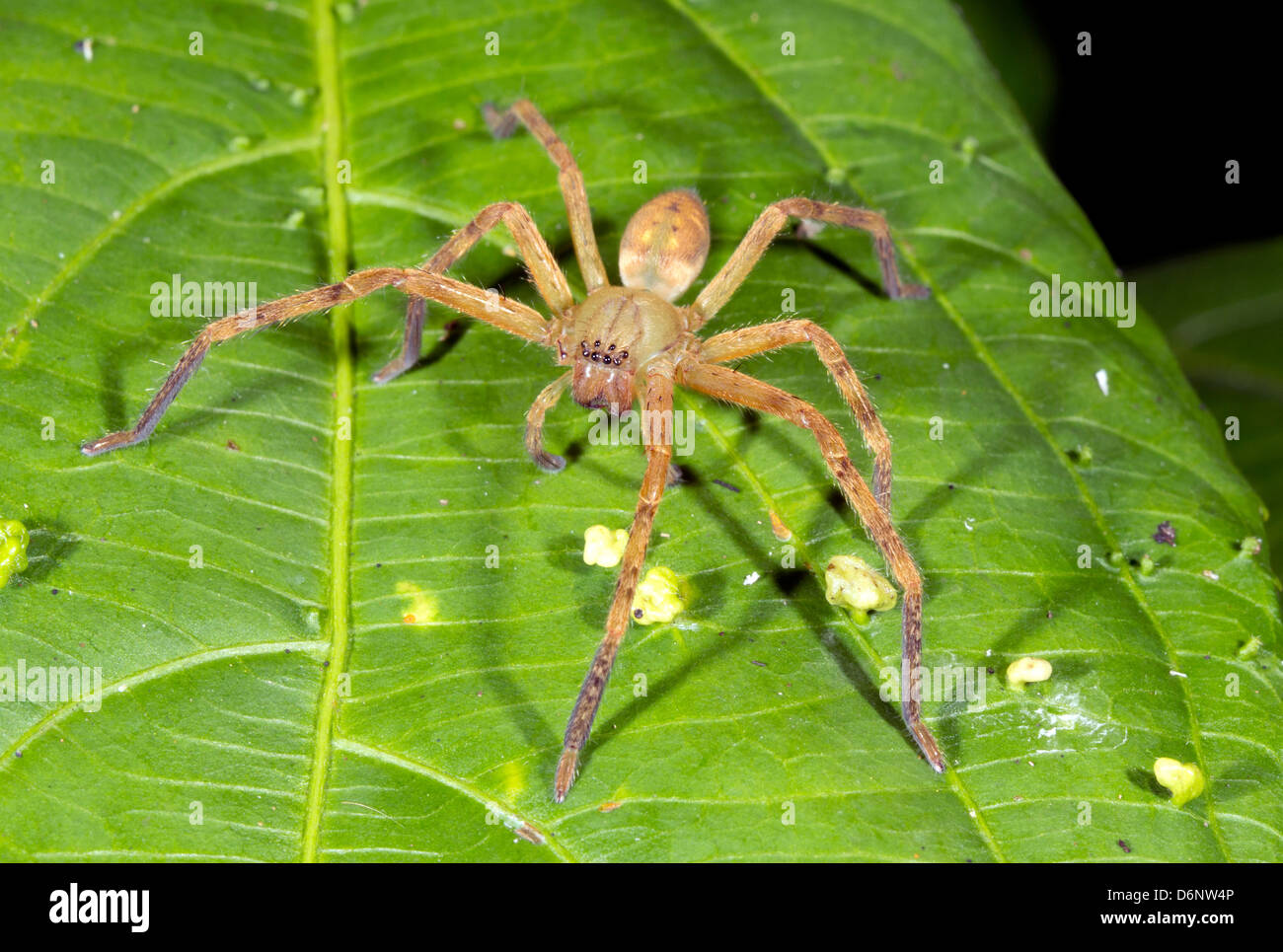 Il ragno tropicale con 8 occhi. Su una foglia nella foresta pluviale, Ecuador Foto Stock